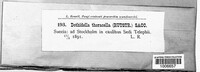 Dothidella thoracella image